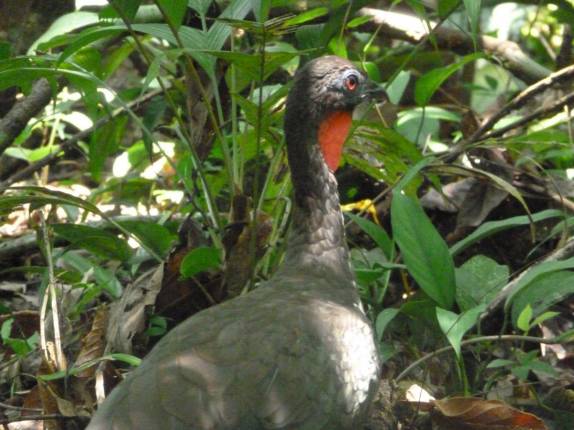 Uma espécie de pavão selvagem caminha no Parque Nacional Corcovado, na Península de Osa, no sul da Costa Rica